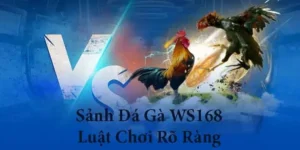 Bí Kíp Chơi Đá Gà WS168 Tại DP568 Dễ Thắng Cho Tân Thủ