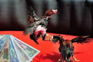 Bật Mí Cách Chơi Đá Gà Sabong Tại DP568 Thắng Lớn Mỗi Ngày